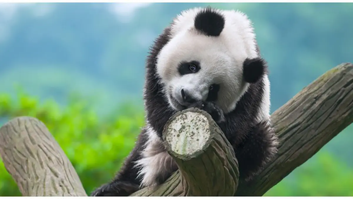 Kehidupan Panda di Alam Liar: Tantangan dan Adaptasi